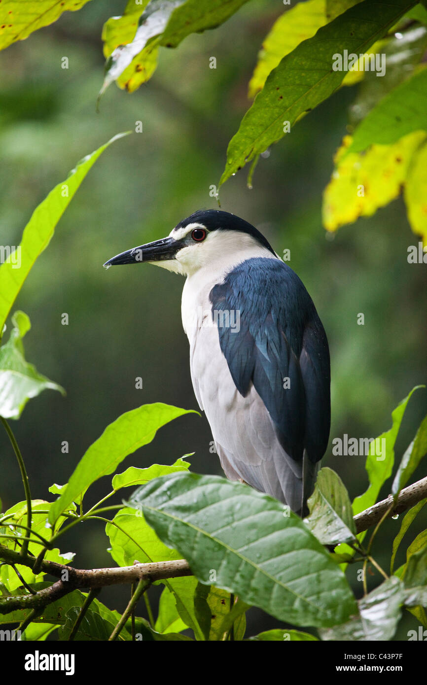 Un Bihoreau gris noir ( Nycticorax nycticorax ) Banque D'Images