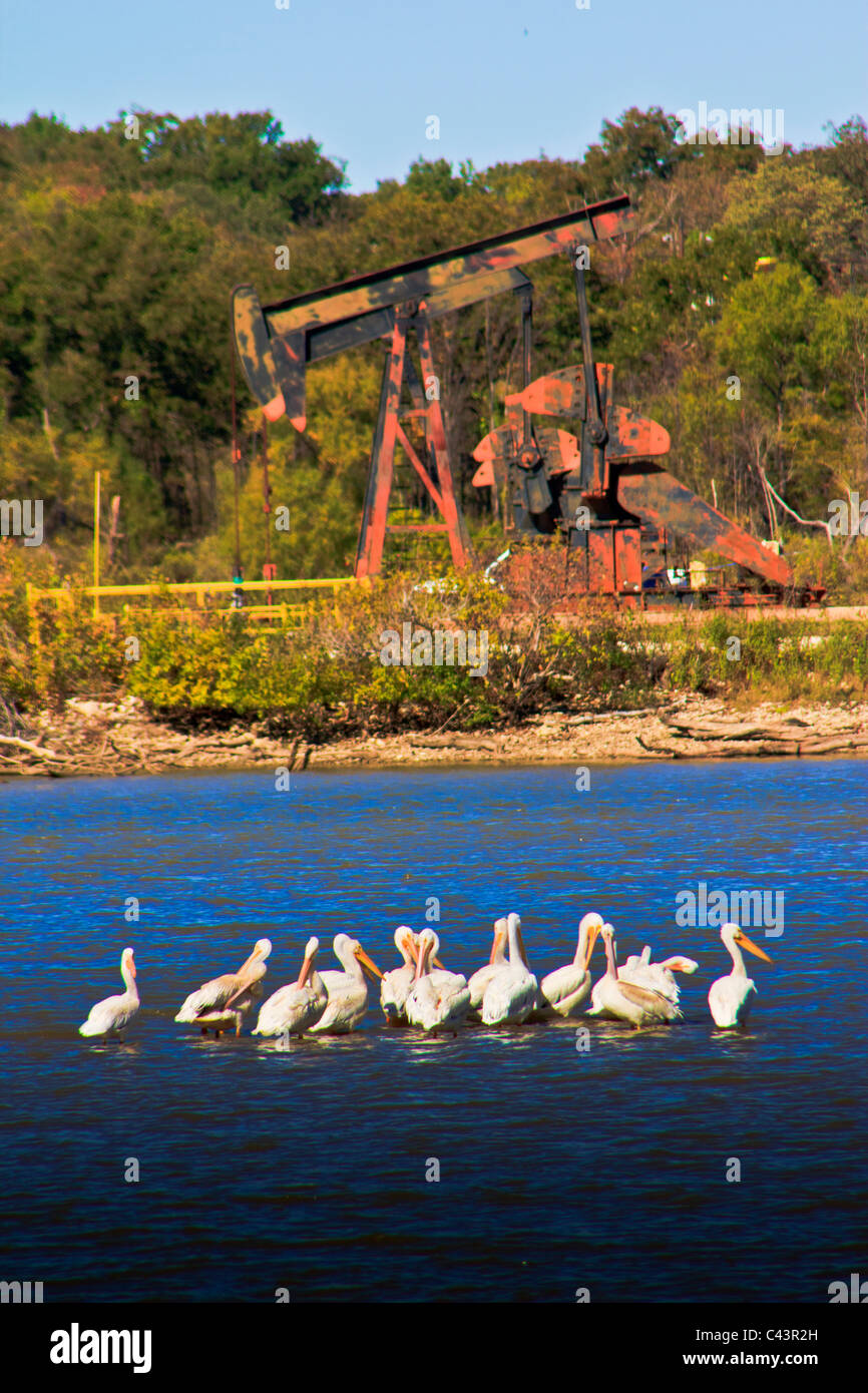 Commerce électronique, Hagerman, National Wildlife Refuge, le lac Texoma, pépinière, huile, perceuses, forage, puits de pétrole, des pélicans, Texas, USA, à l'huile Banque D'Images