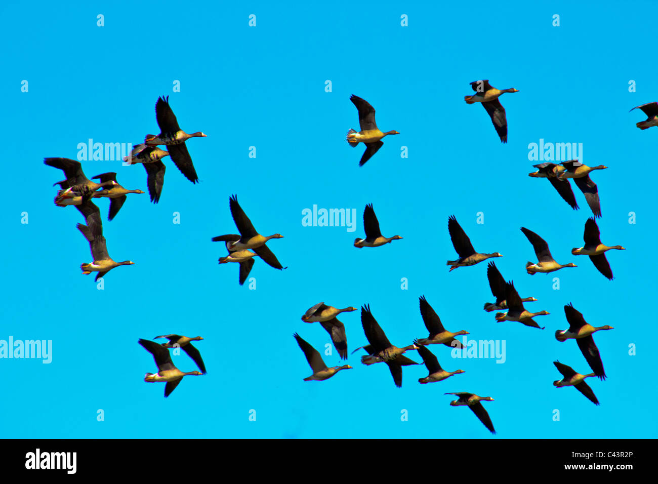 Les bernaches du Canada, vol, Hagerman, National Wildlife Refuge, Lac, Texoma, garderie, Texas, USA, Swarm Banque D'Images