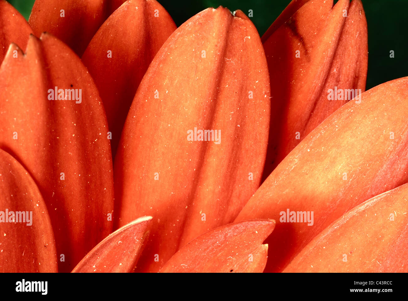 Une macro photo d'une fleur de gerbera orange Banque D'Images