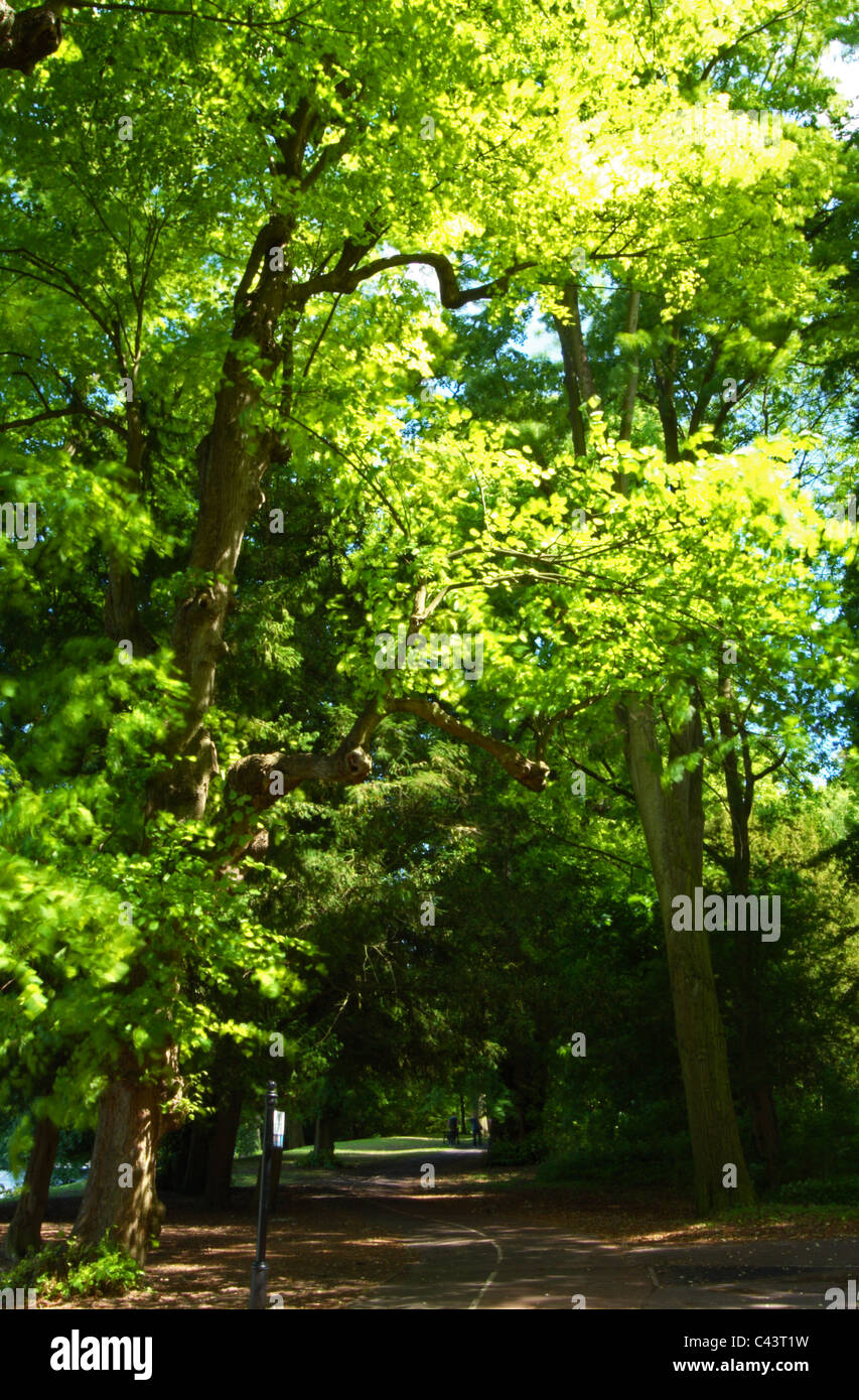 Une voie publique à travers les bois sur les rives de la digue sur le seigle à High Wycombe, Buckinghamshire, Royaume-Uni Banque D'Images