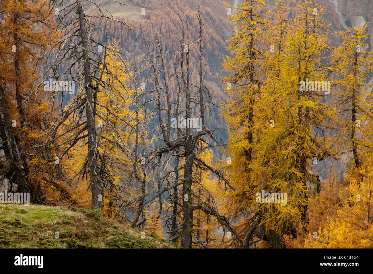 Alpes, Arina, Berry, Spartacus, Grisons, Grisons, Griosch, automne, l'automne humeur, Hunt, Peter, la Suisse, l'Europe, Envoyé, Untere Banque D'Images