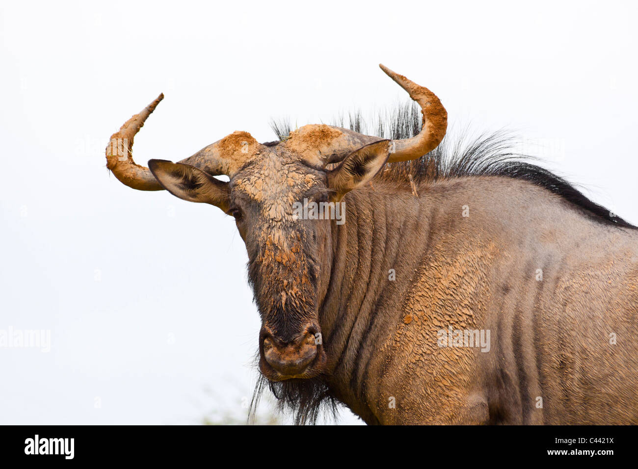 Gnu, ou des gnous. Une grande antilope africaine Banque D'Images