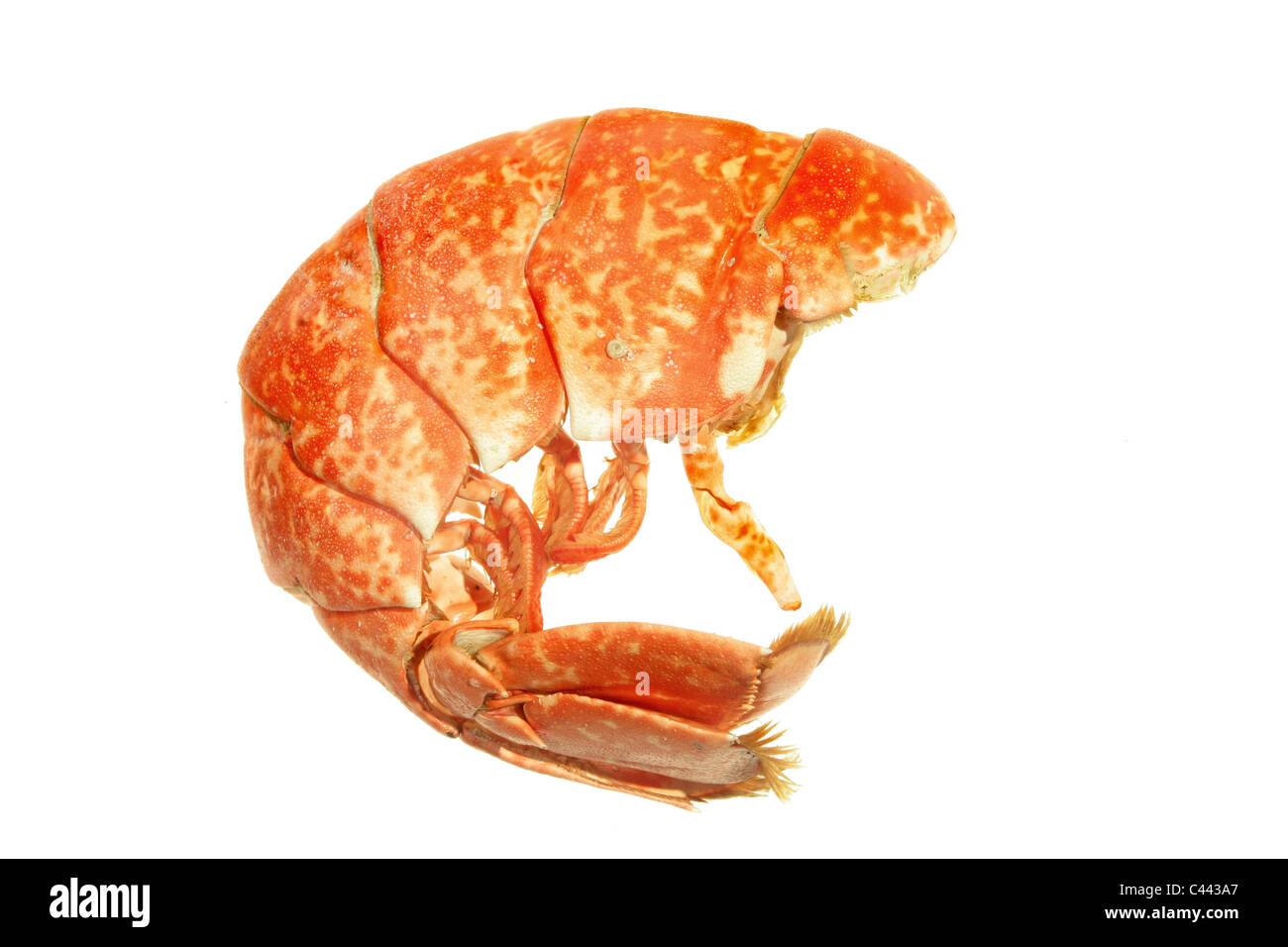 Libre d'une queue de homard cuit isolated on white Banque D'Images