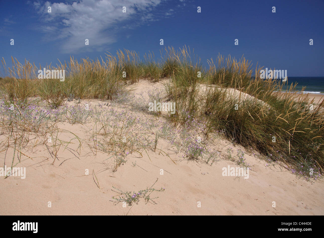 Dunes de sable, Monte Gordo, municipalité de Vila Real de Santo António, district de Faro, région de l'Algarve, Portugal Banque D'Images