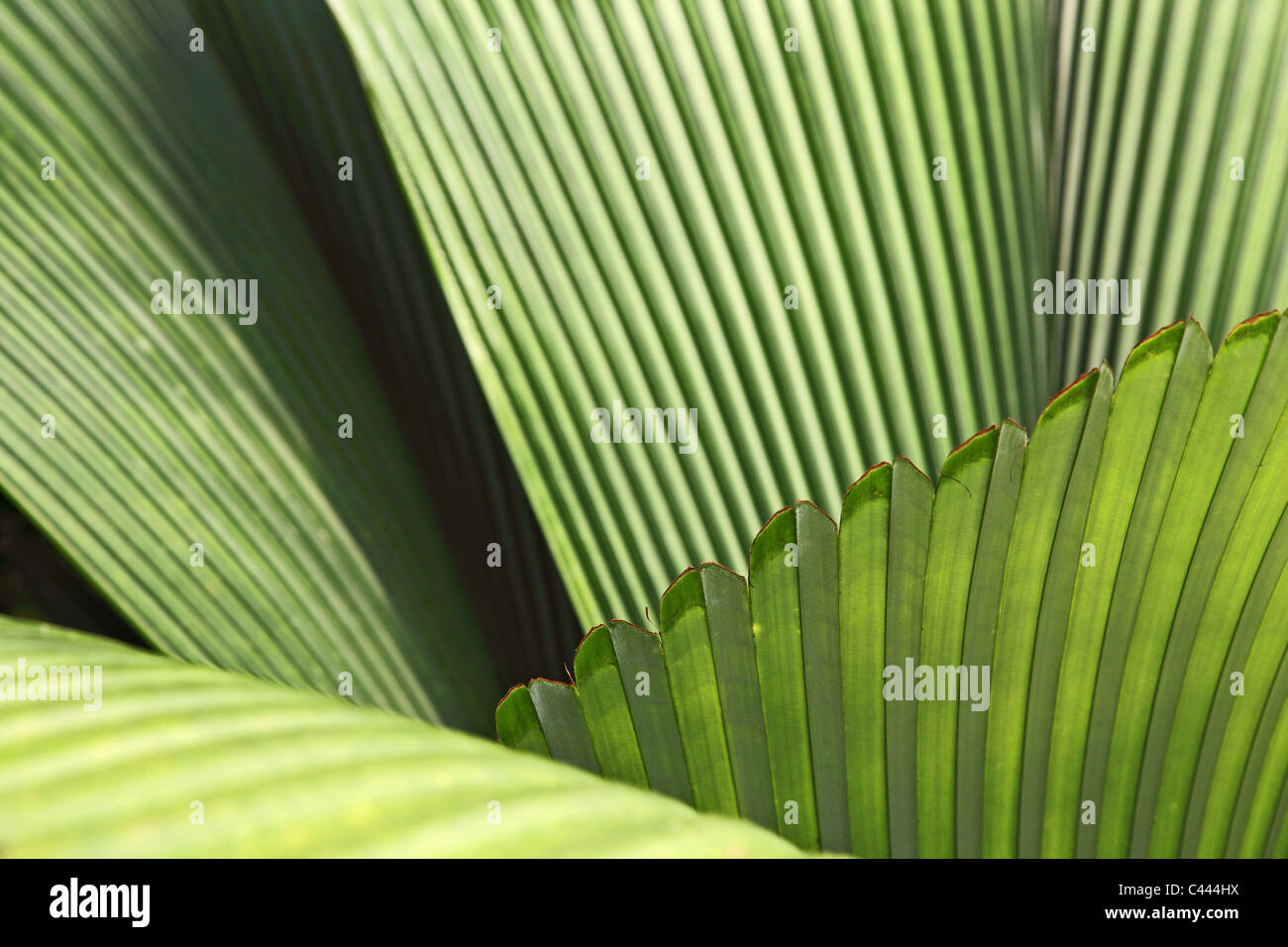 Feuilles de palmier tropical Banque D'Images