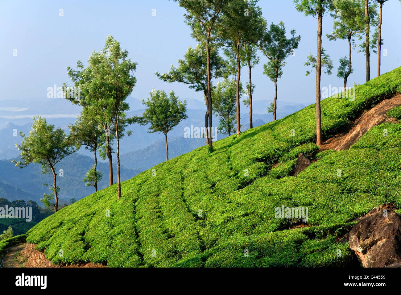 Les plantations de thé, Munnar, Western Ghats, Kerala, Inde du Sud Banque D'Images