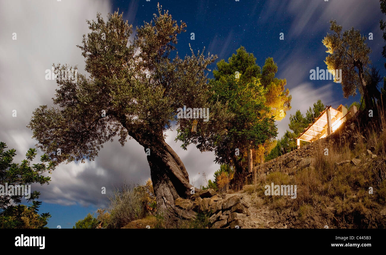 Low angle view of un olivier et une maison sur une colline Banque D'Images