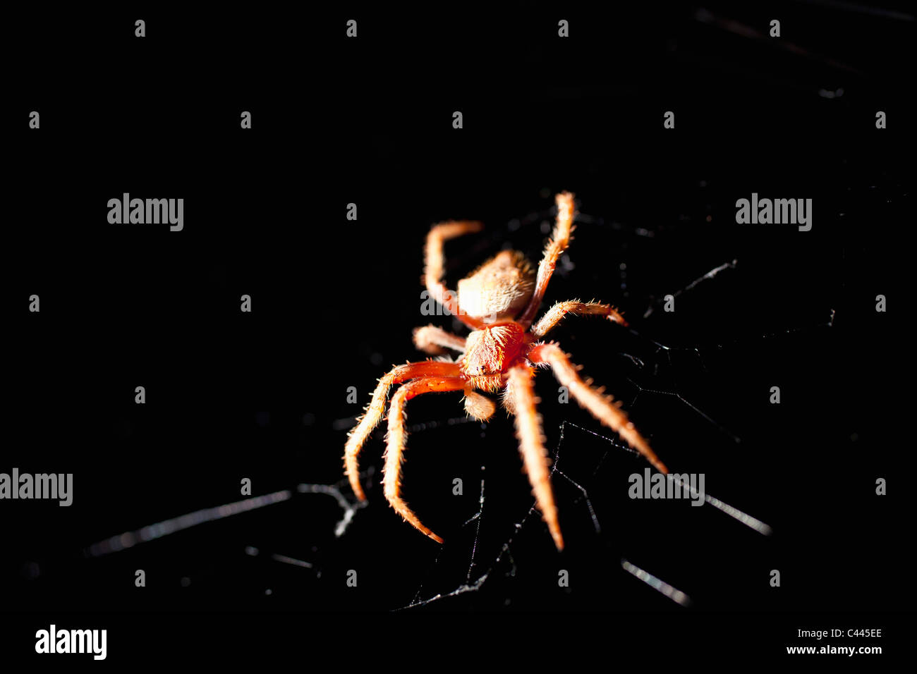 Un orb spider dans un site web de nuit Banque D'Images