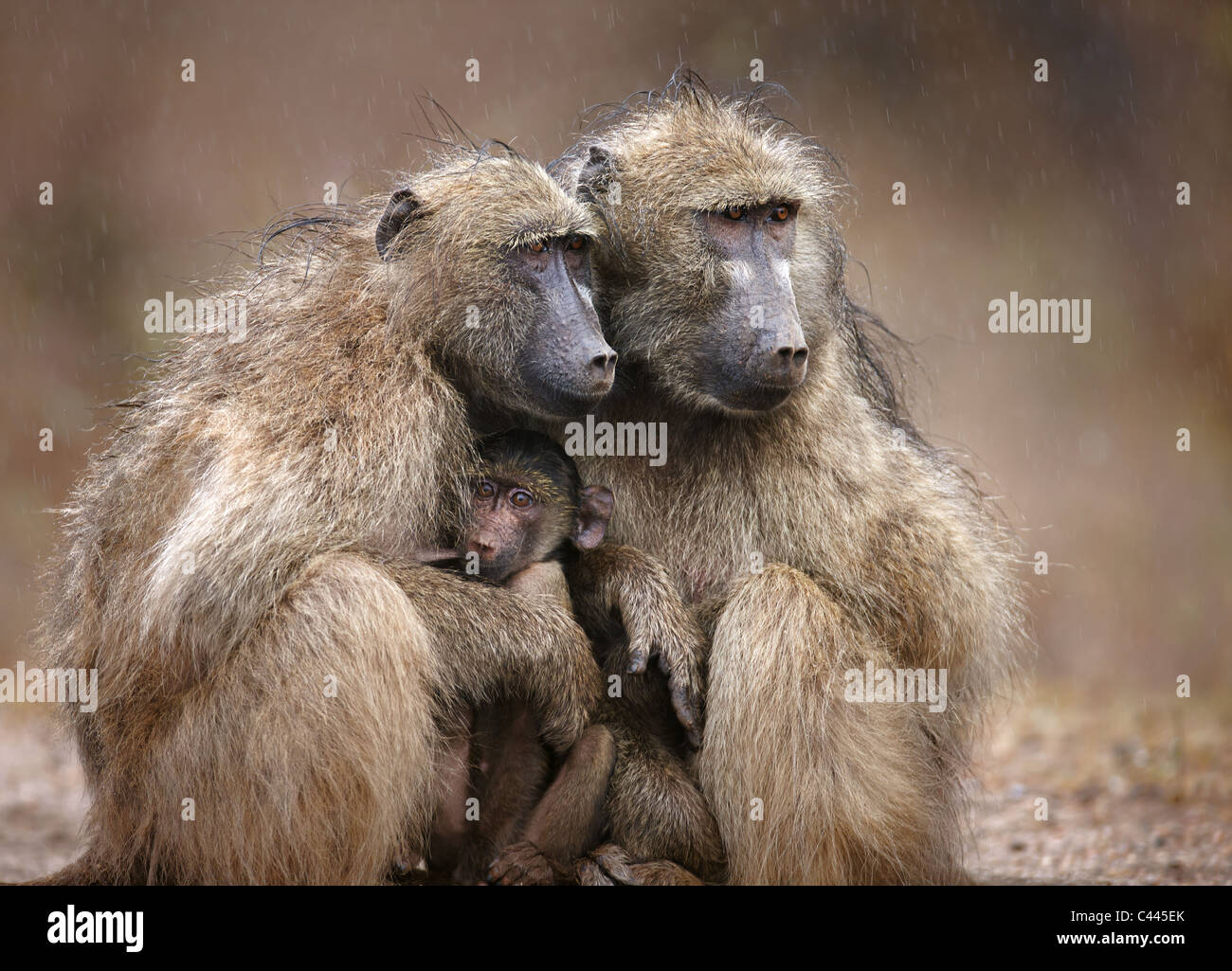 Deux babouins adultes protégeant un bébé de tomber la pluie ; Le Parc National Kruger, Afrique du Sud Banque D'Images