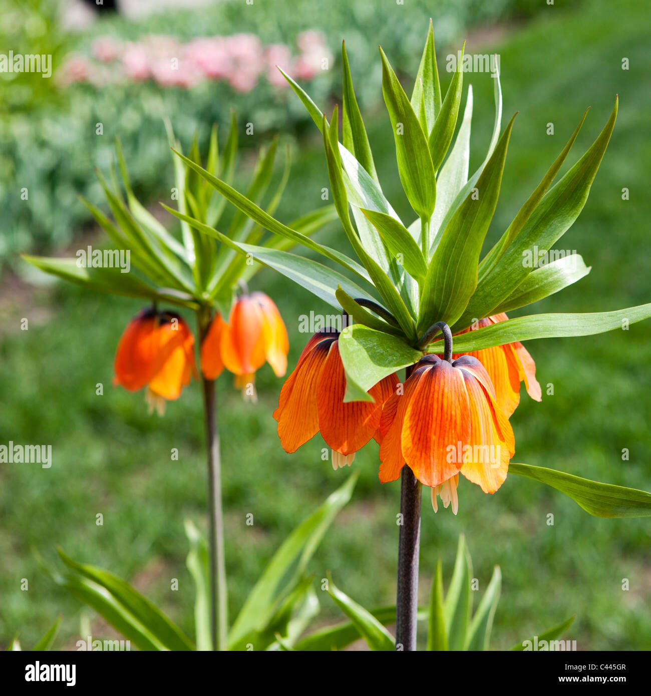 D'Orange couronne impériale ou de la Couronne du Kaiser (Fritillaria imperialis) dans le jardin de printemps Banque D'Images