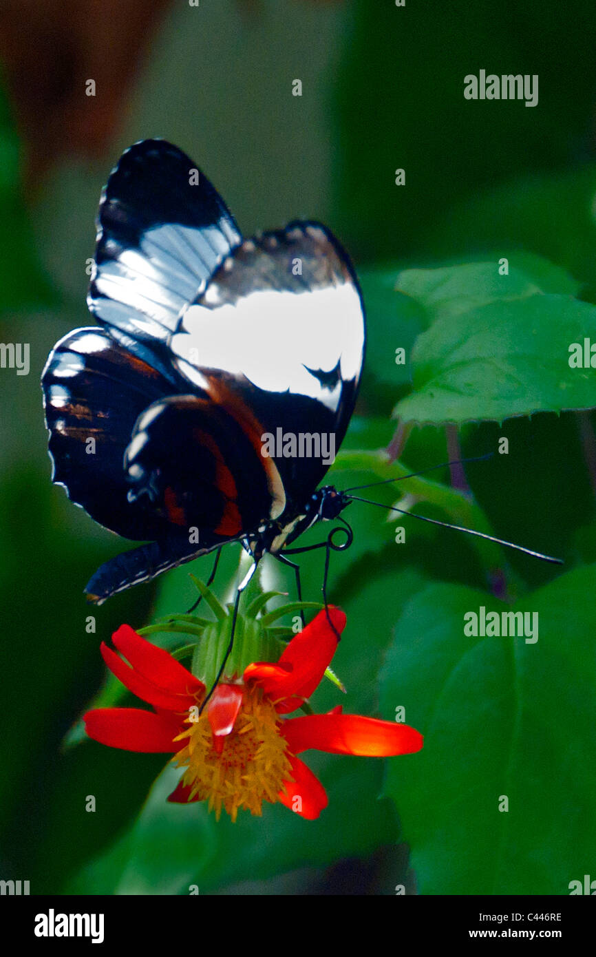 Butterfly World, en Floride, papillon, fleur, animal, plante, vert, rouge, blanc, USA, Amérique du Nord Banque D'Images