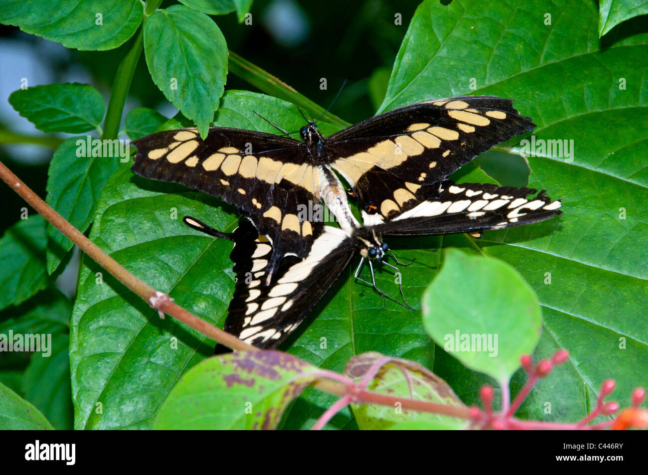 Giant swallowtail butterfly, Papilio cresphontes, accouplement, Florida, USA, Amérique du Nord, les papillons, les deux, en couple, la feuille, la reproduct Banque D'Images