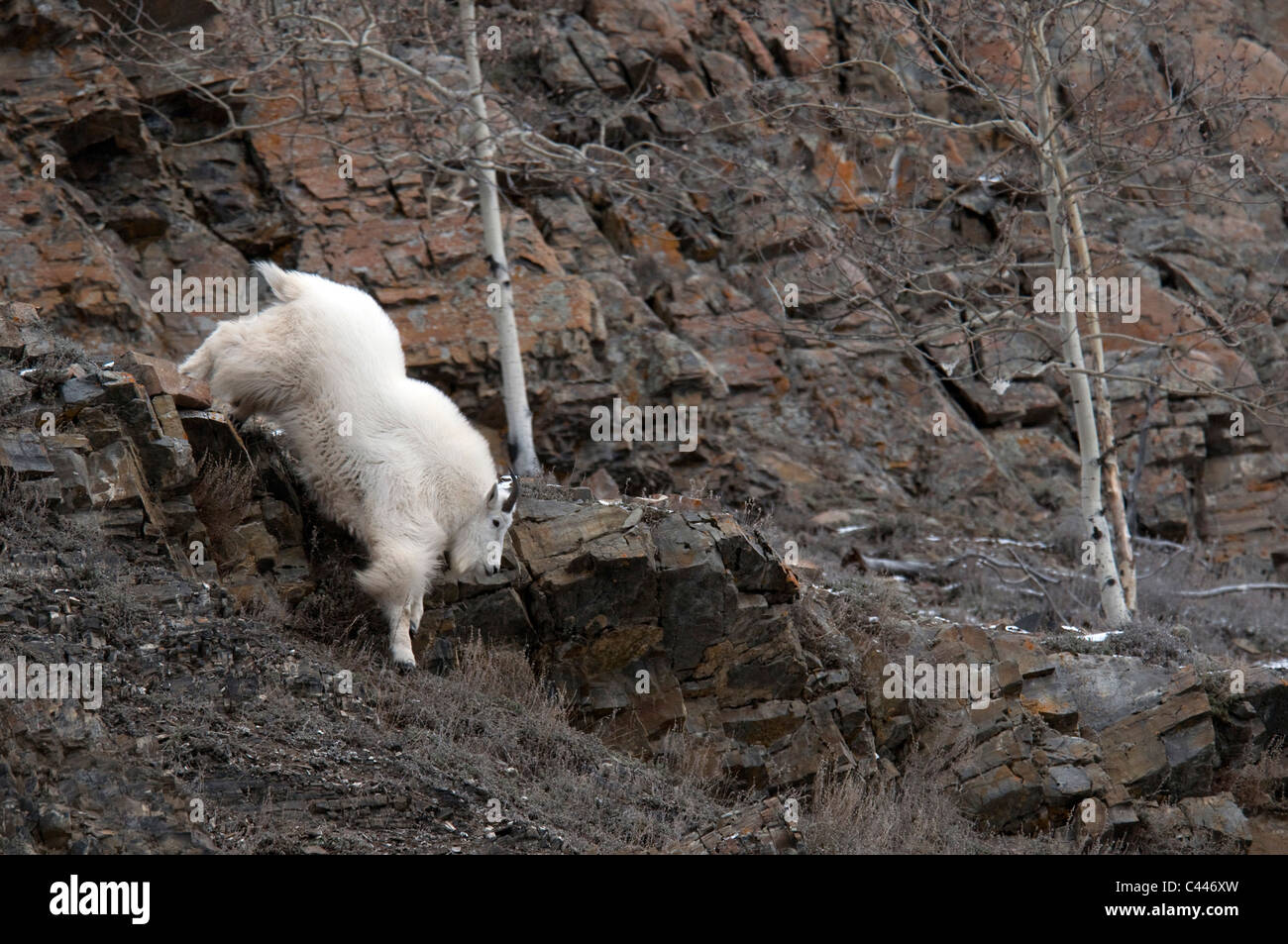 La chèvre de montagne Oreamnos americanus,, Yukon, Canada, Amérique du Nord, d'animaux, chèvre, blanc, des roches, de la pierre Banque D'Images