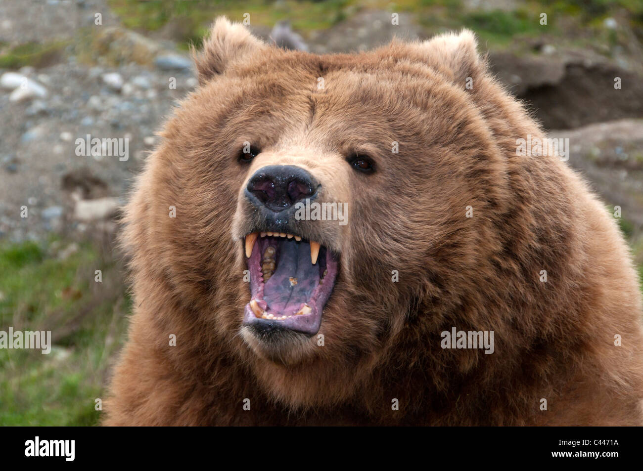 Grizzly, Ursus arctos, ours, portrait, tête, bouche, close-up, ouvert, animal Banque D'Images