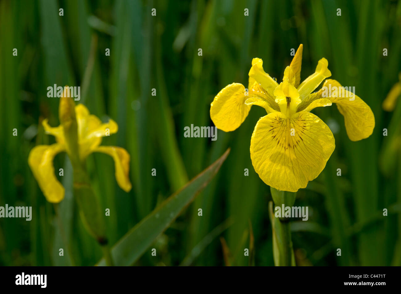 Iris Iris pseudacorus),(à Waterfoot, comté d'Antrim, en Irlande du Nord. Banque D'Images