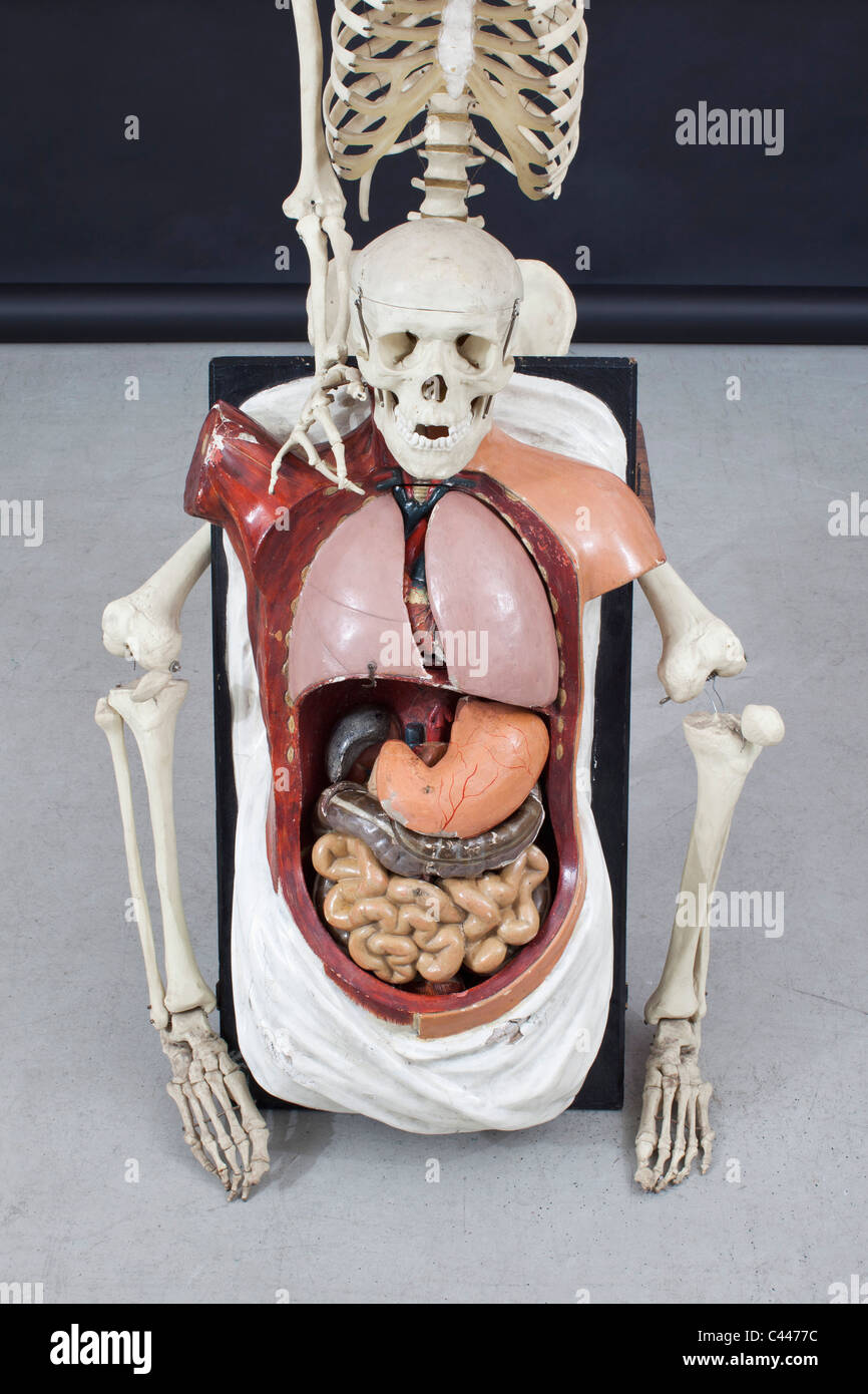 Squelette et organes humains. Banque D'Images