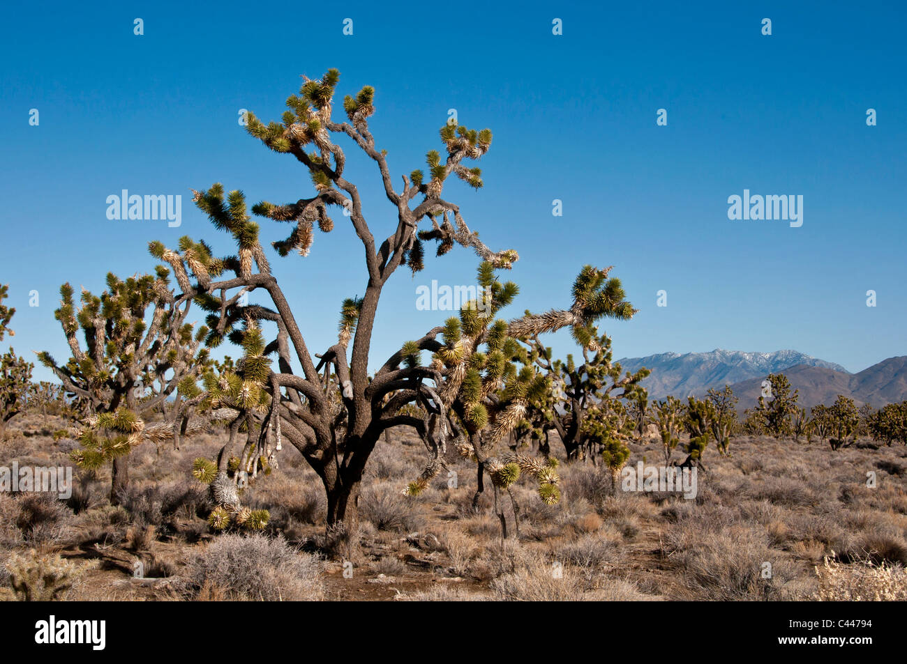 Mojave National Preserve, Californie, mars, USA, Amérique, Joshua trees, paysage, plantes, arbres Banque D'Images