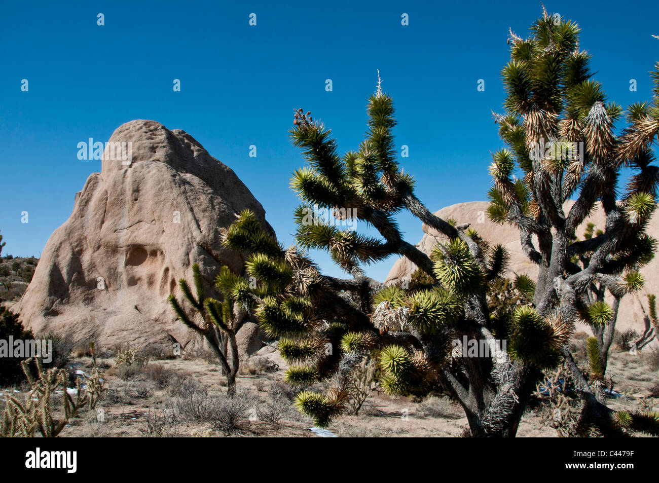 Mojave National Preserve, Californie, mars, USA, Amérique, Joshua trees, paysage, rochers, arbres, ciel bleu Banque D'Images