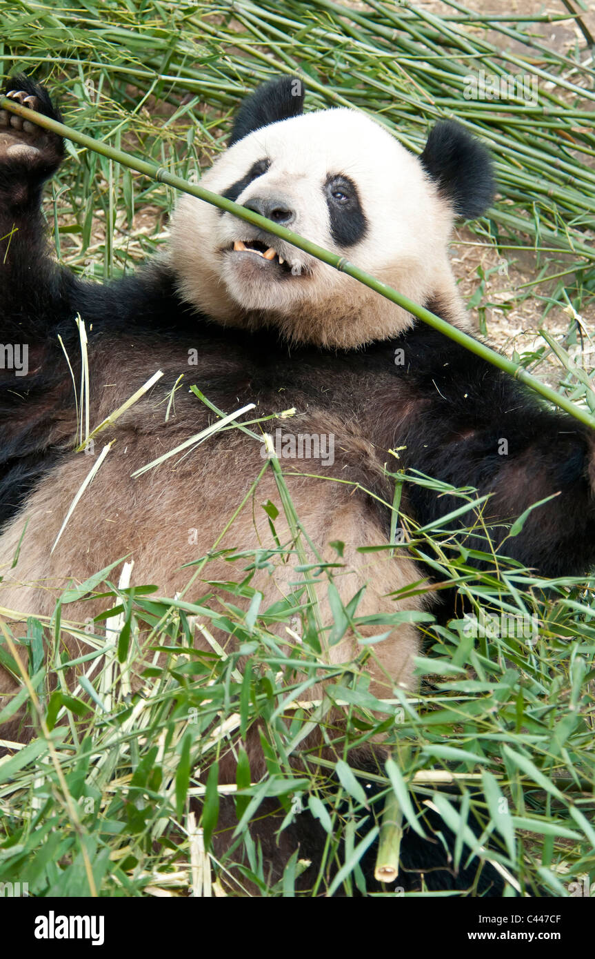 Le panda géant, Ailuropoda melanoleuca, panda, élevage et centre de recherche, Chengdu, Chine, portrait, animal, assis, manger Banque D'Images