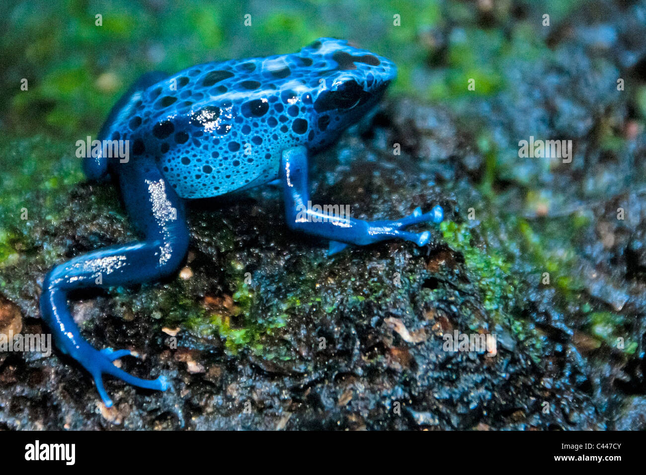 Blue poison dart frog, dendrobates azureus, grenouille, bleu, coloré, poison, des animaux, de l'assis Banque D'Images