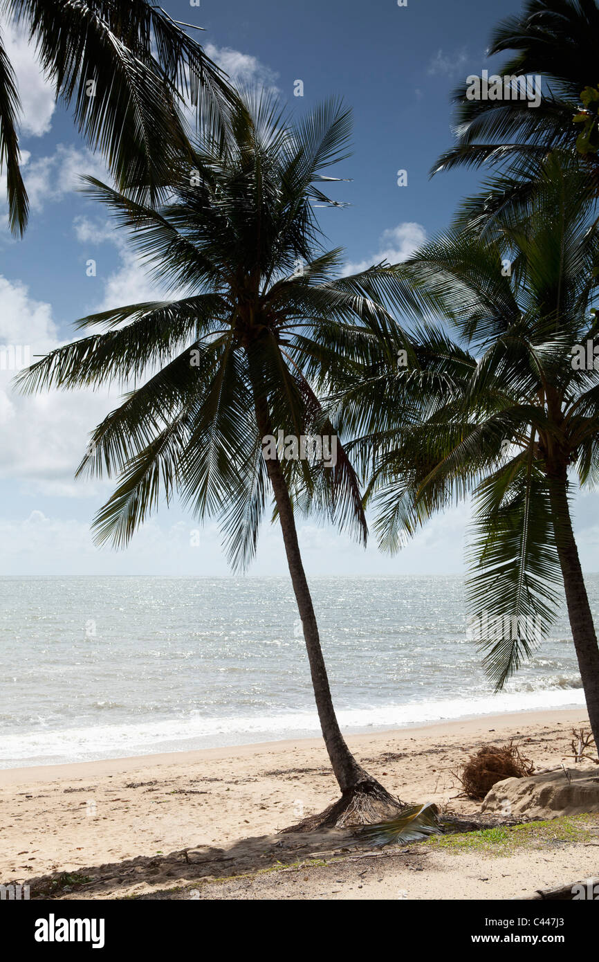 Palmiers sur une plage de sable fin Banque D'Images