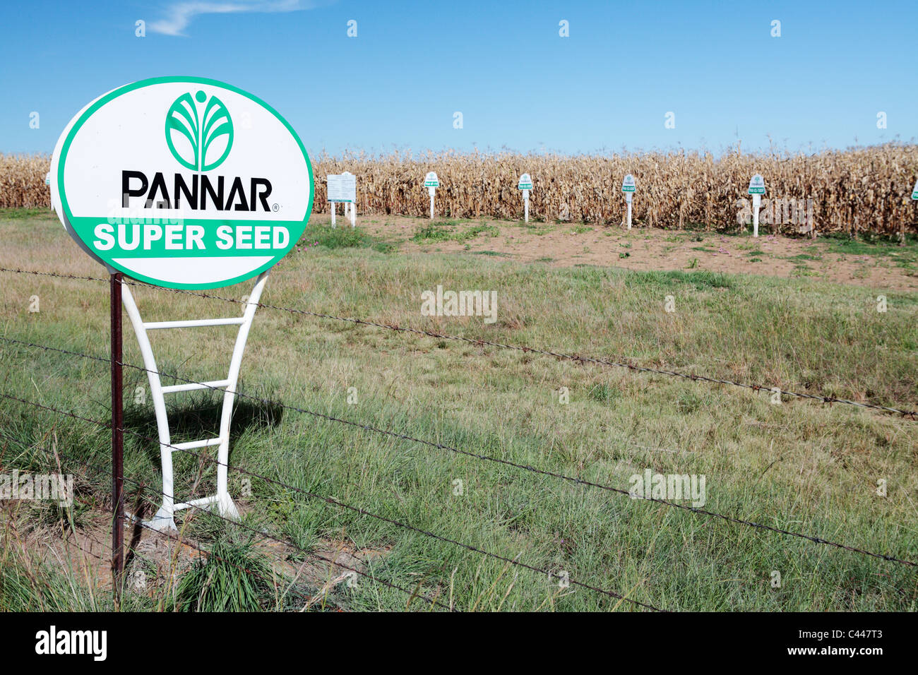 Procès de récolte de maïs maïs génétiquement modifié, nr Winterton, Kwa-Zulu Natal, Afrique du Sud Banque D'Images