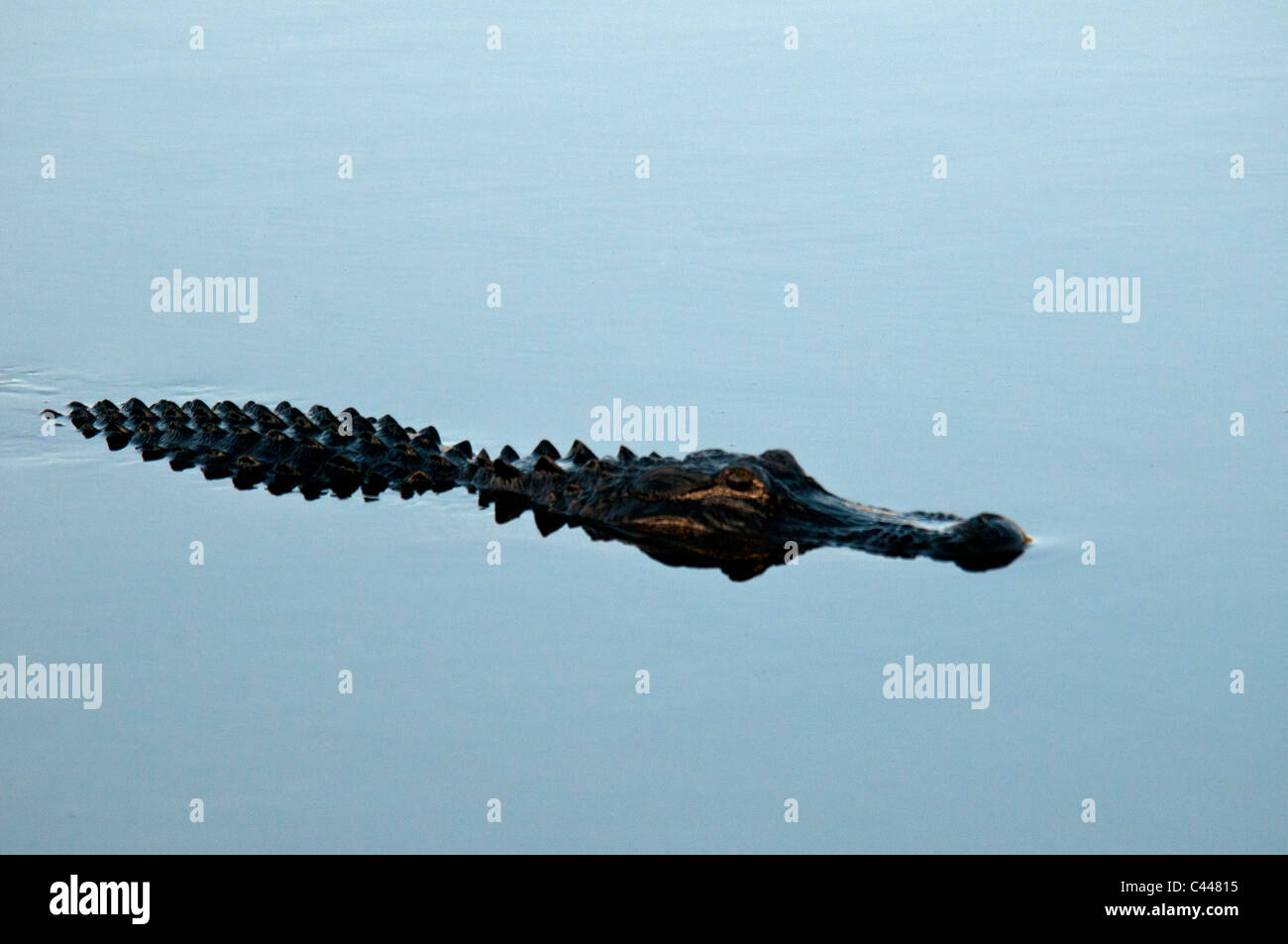 Alligator, Wakodahatchee Wetlands, Florida, USA, Amérique du Nord, d'animaux, la natation, l'eau, l'Amérique Banque D'Images