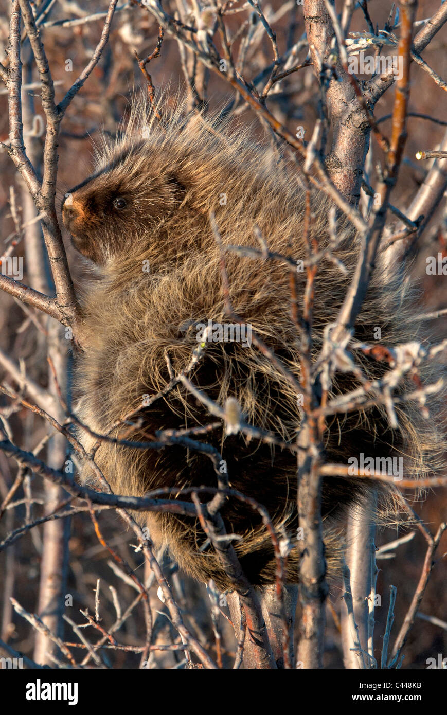 Le porc-épic, le long de la route de l'Alaska, l'Alaska, Amérique du Nord, des animaux, des plantes Banque D'Images