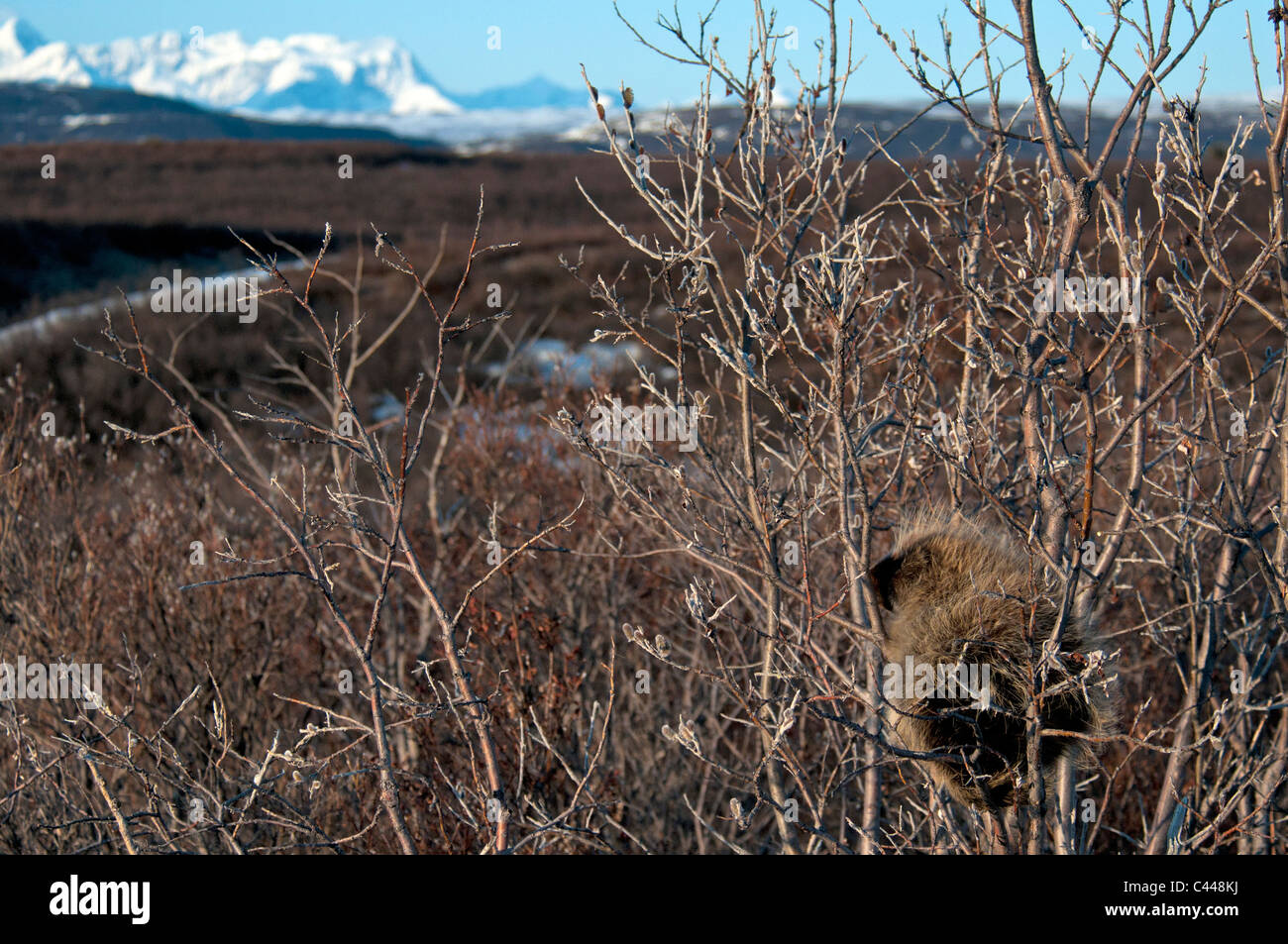 Le porc-épic, le long de la route de l'Alaska, l'Alaska, Amérique du Nord, des animaux, des plantes Banque D'Images