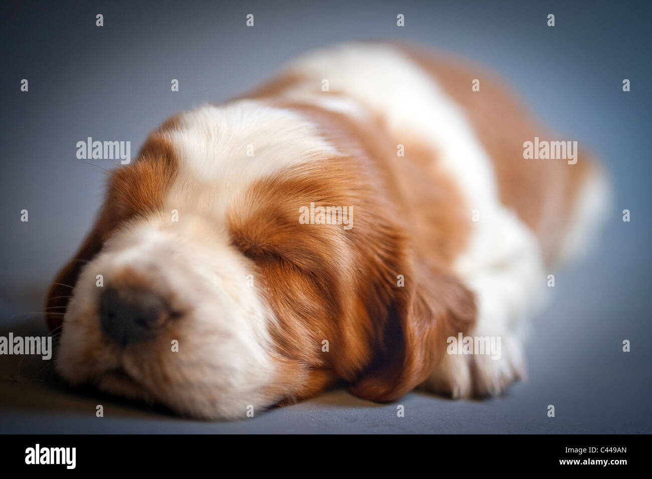 Welsh Springer Spaniel chiots. Banque D'Images