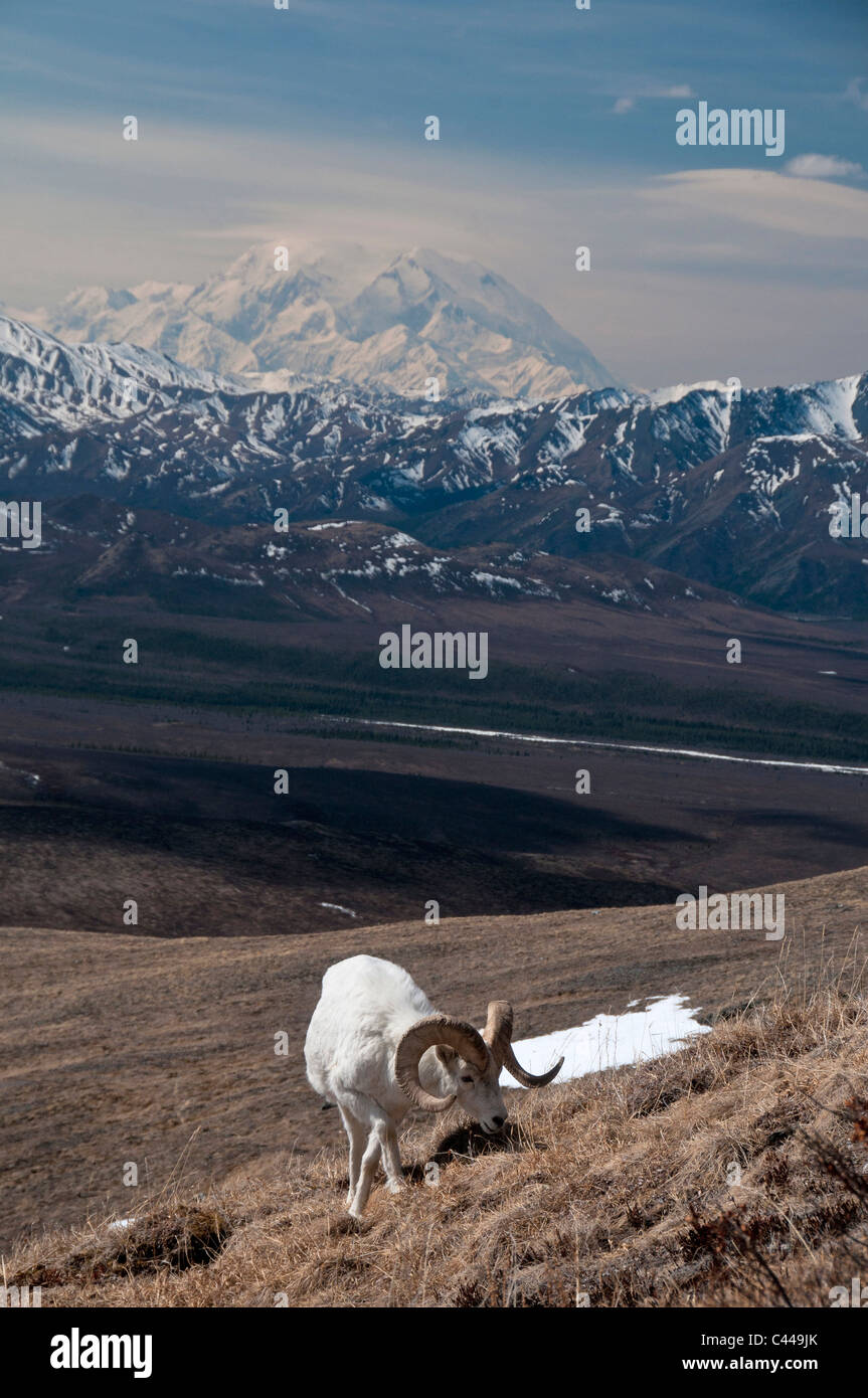 Le mouflon de Dall, Ovis dalli, Denali National Park & Préserver, USA, Amérique, Amérique du Nord, mai, des moutons, des animaux, portrait, paysage, m Banque D'Images