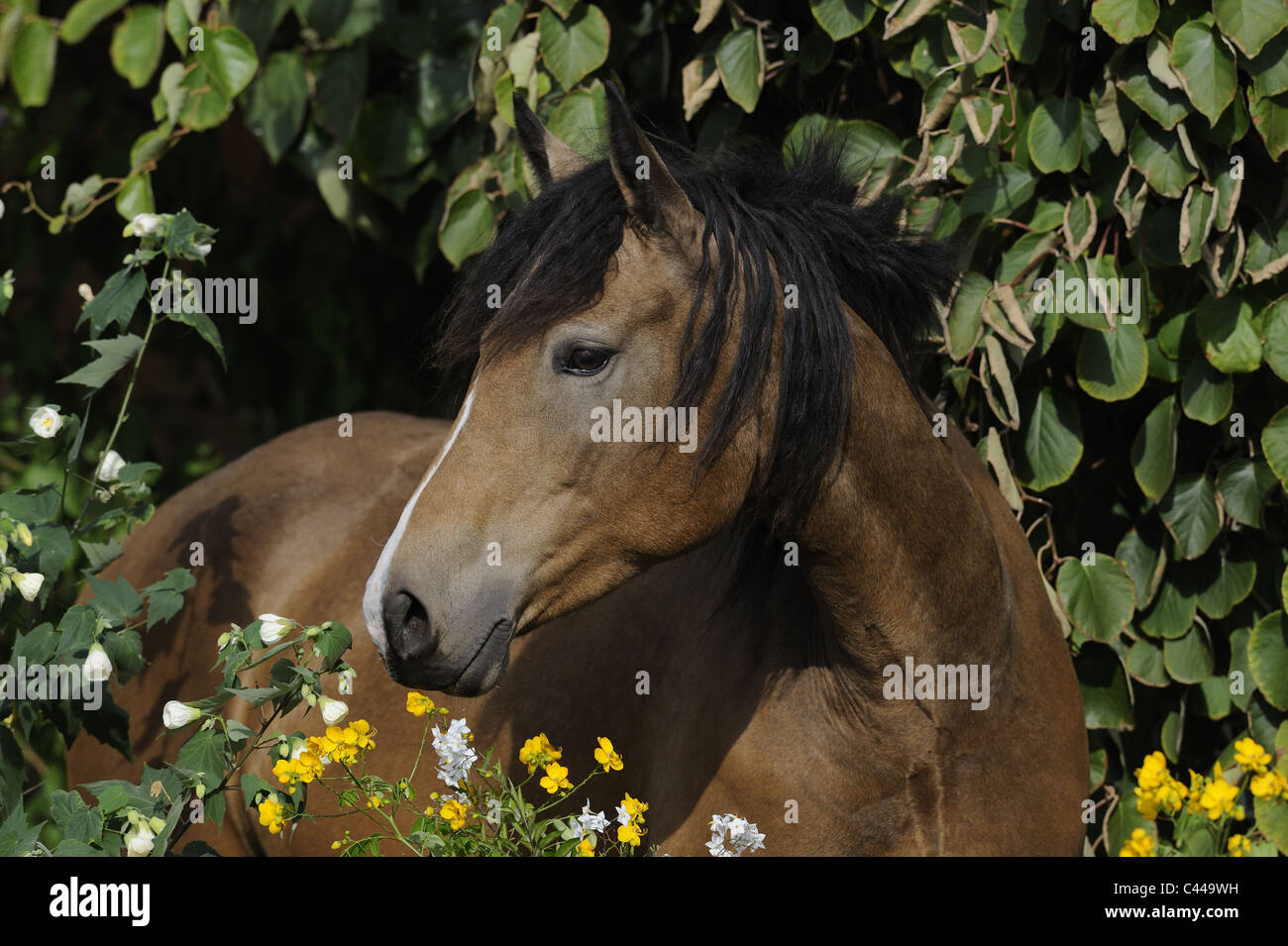 Cheval Curly (Equus ferus caballus). Portrait d'une mare. Banque D'Images