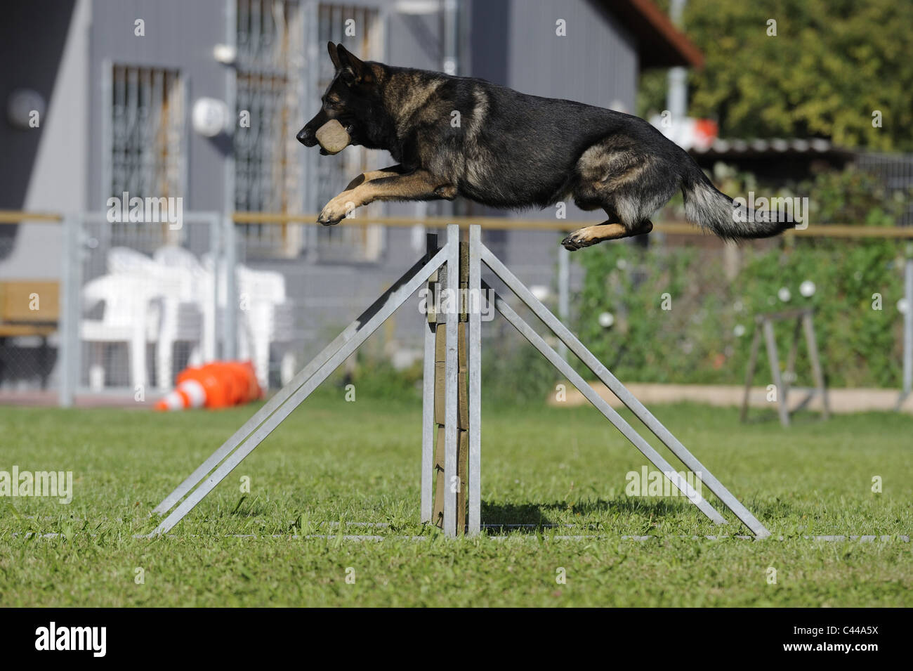 Berger allemand, l'alsacien (Canis lupus familiaris). Homme sautant par-dessus un obstacle majeur au cours de sa formation de chien de garde. Banque D'Images