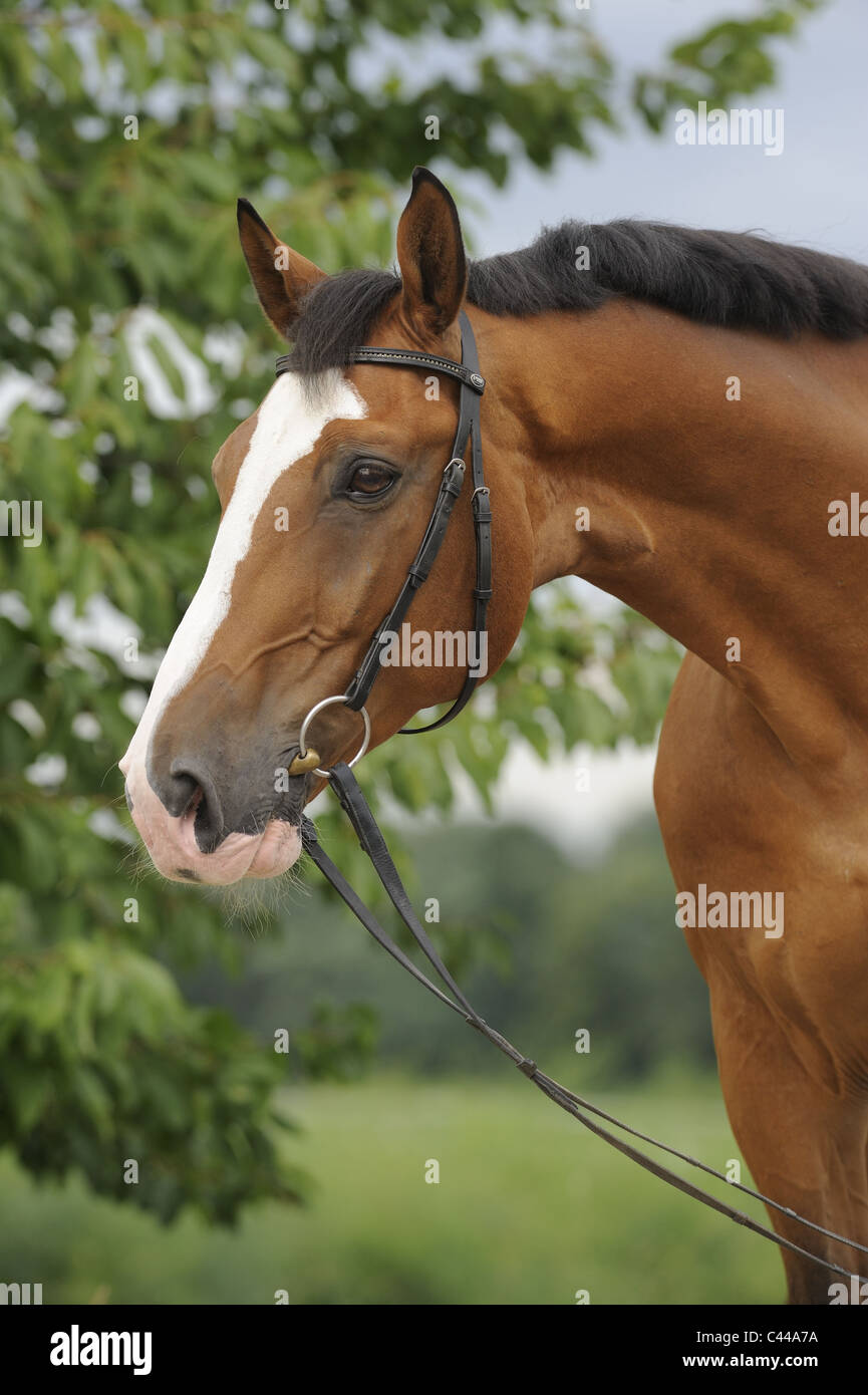 Warmblood allemand (Equus ferus caballus). Portrait d'un cheval baie avec bride. Banque D'Images