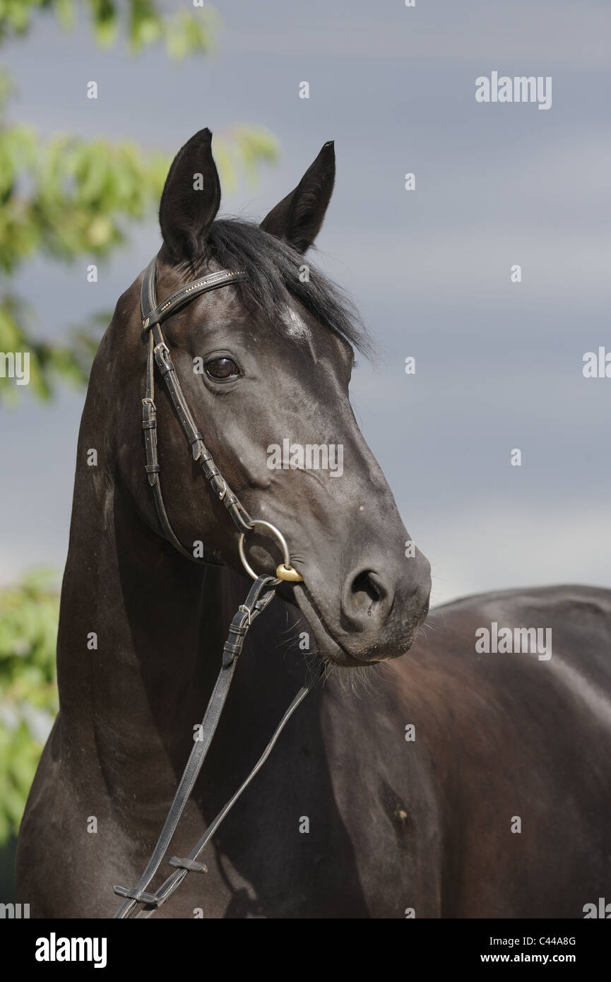 Warmblood allemand (Equus ferus caballus). Portrait d'un cheval noir avec bride. Banque D'Images