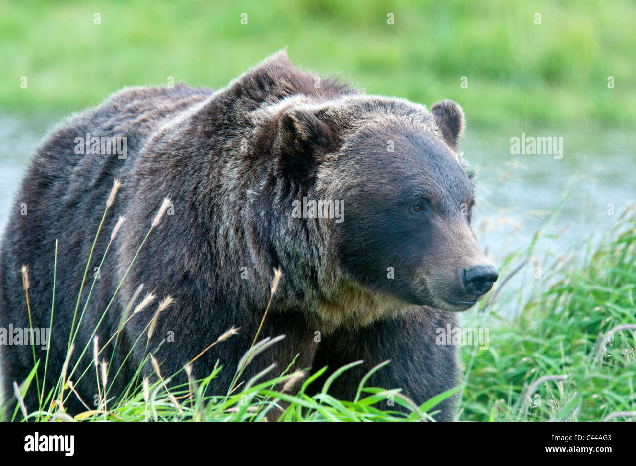 L'ours brun, Alaska Wildlife Conservation Center, Alaska, Amérique du Nord, portrait, animal, USA, ours Banque D'Images L'ours brun, Alaska Wildlife Conservation Center, Alaska, Amérique du Nord, portrait, animal, USA, ours Banque D'Images