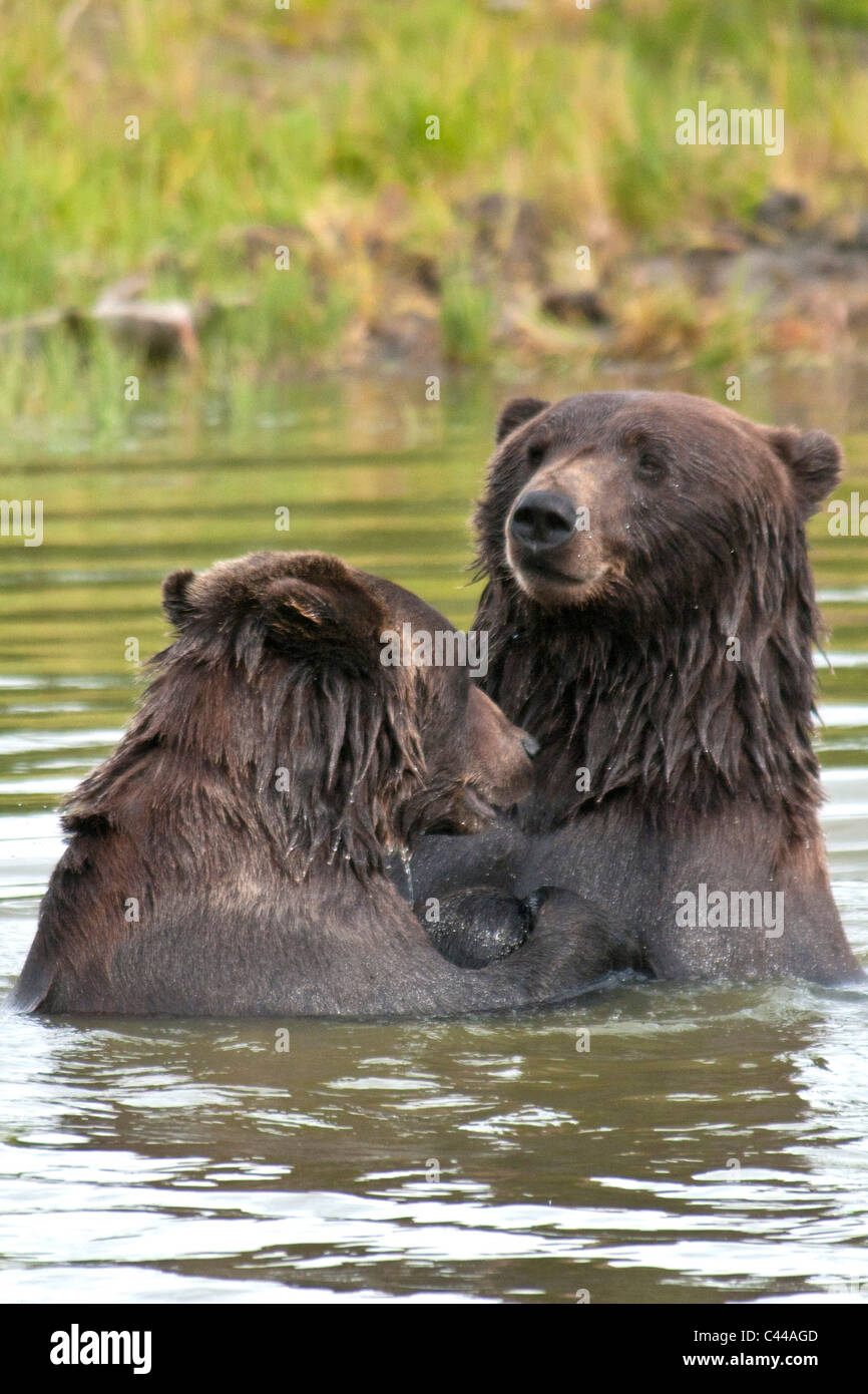 L'ours brun, Alaska Wildlife Conservation Center, Alaska, Amérique du Nord, portrait, animal, USA, l'ours, deux, couple, baignade Banque D'Images L'ours brun, Alaska Wildlife Conservation Center, Alaska, Amérique du Nord, portrait, animal, USA, l'ours, deux, couple, baignade Banque D'Images