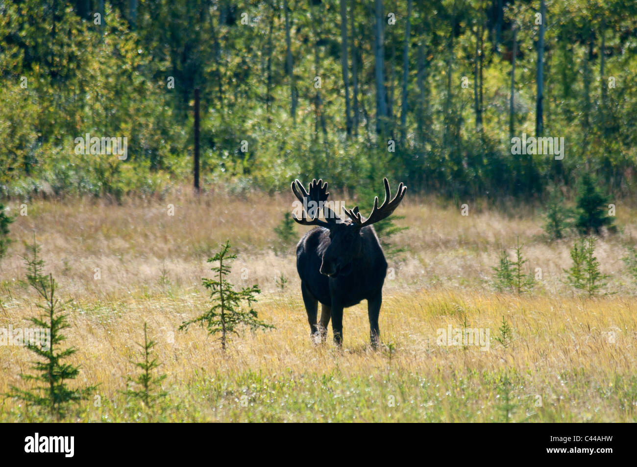 L'orignal, l'Alaska Wildlife Conservation Center, Alaska, Amérique du Nord, les animaux, le bois, la nature, l'un, USA Banque D'Images L'orignal, l'Alaska Wildlife Conservation Center, Alaska, Amérique du Nord, les animaux, le bois, la nature, l'un, USA Banque D'Images