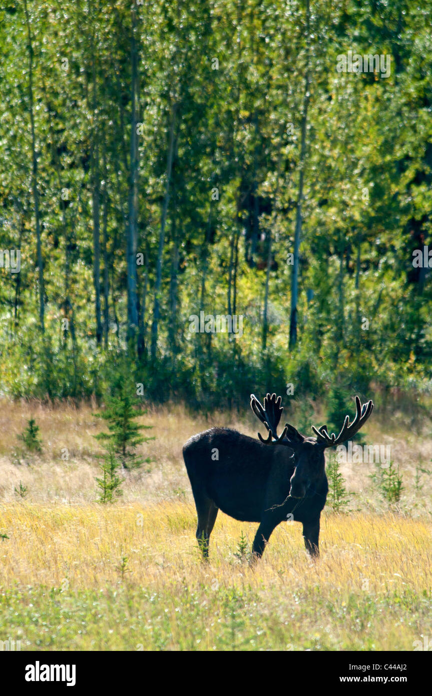 L'orignal, l'Alaska Wildlife Conservation Center, Alaska, Amérique du Nord, les animaux, le bois, la nature, l'un, USA Banque D'Images L'orignal, l'Alaska Wildlife Conservation Center, Alaska, Amérique du Nord, les animaux, le bois, la nature, l'un, USA Banque D'Images