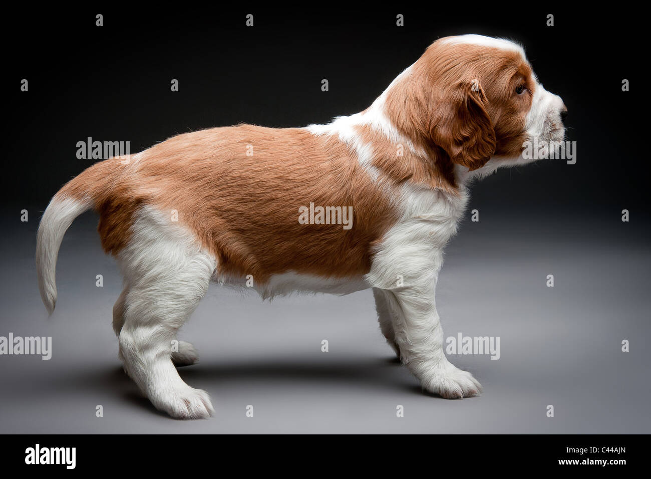 Welsh Springer Spaniel chiots. Banque D'Images