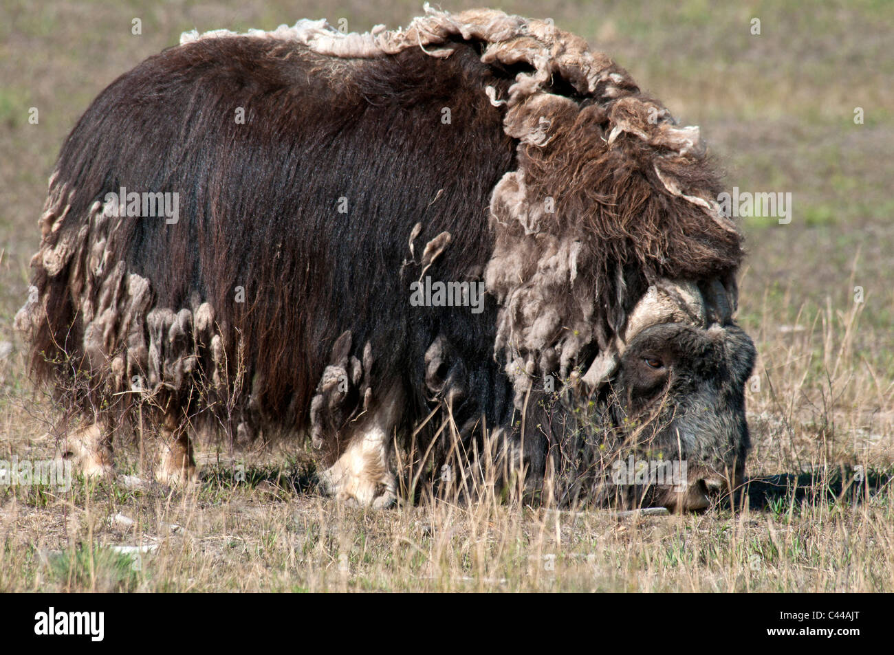 Le bœuf musqué, Ovibos moschatos, Réserve faunique du Yukon, Canada, Amérique du Nord, l'animal, l'un, manger Banque D'Images Le bœuf musqué, Ovibos moschatos, Réserve faunique du Yukon, Canada, Amérique du Nord, l'animal, l'un, manger Banque D'Images