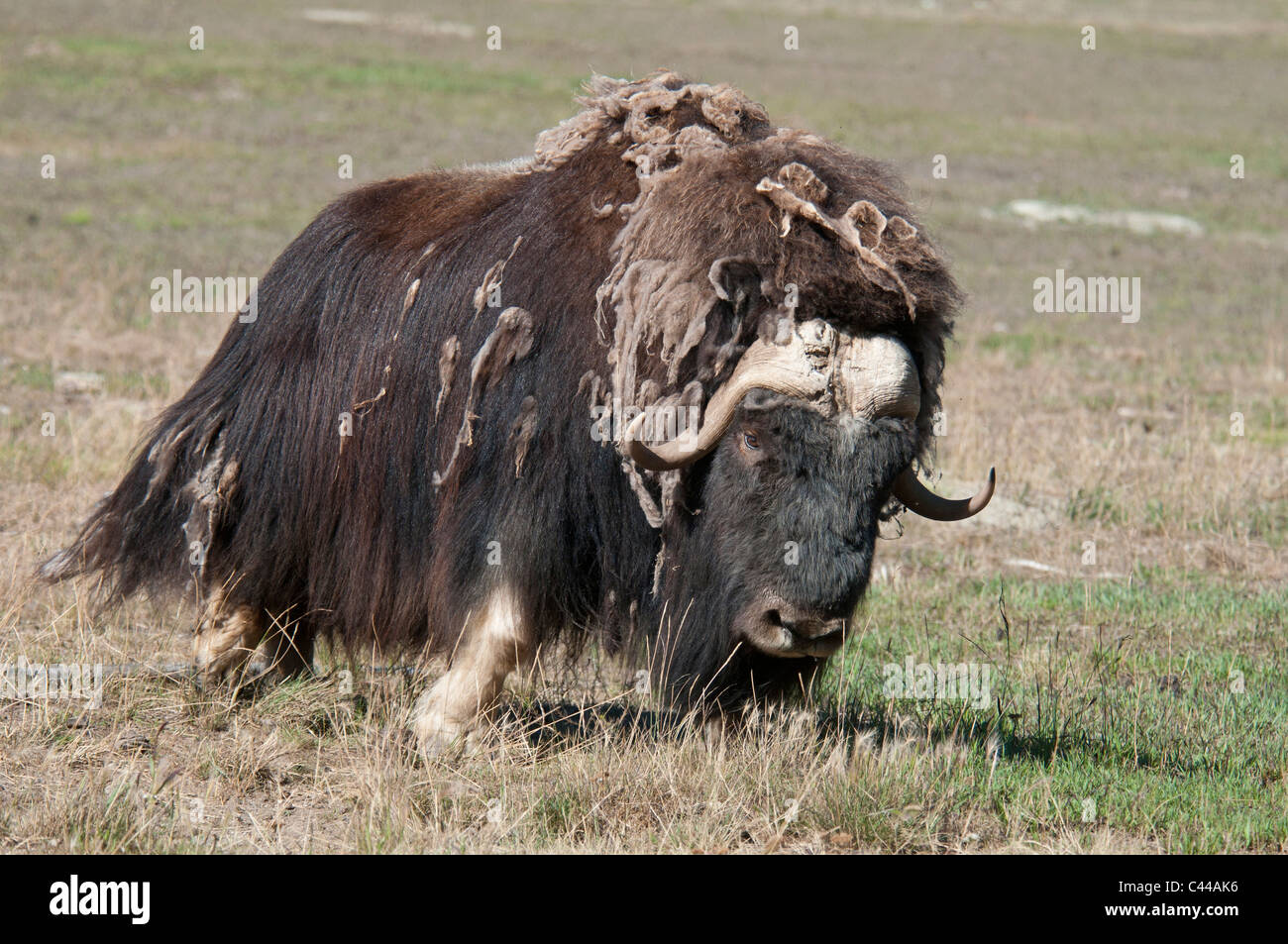 Le bœuf musqué, Ovibos moschatos, Réserve faunique du Yukon, Canada, Amérique du Nord, l'animal, l'un, portrait Banque D'Images Le bœuf musqué, Ovibos moschatos, Réserve faunique du Yukon, Canada, Amérique du Nord, l'animal, l'un, portrait Banque D'Images
