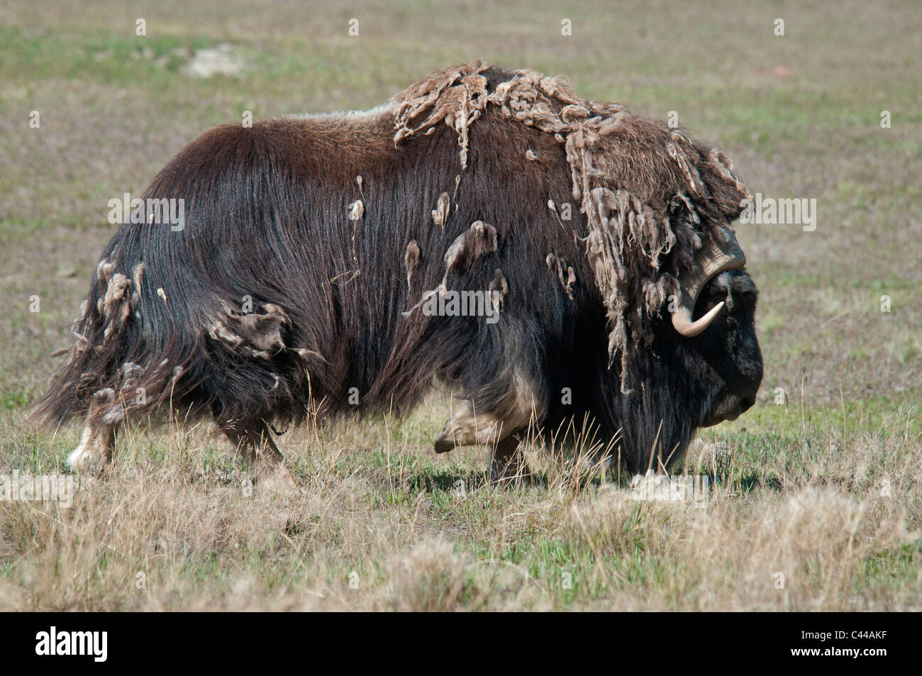 Le bœuf musqué, Ovibos moschatos, Réserve faunique du Yukon, Canada, Amérique du Nord, l'animal, l'un, manger Banque D'Images Le bœuf musqué, Ovibos moschatos, Réserve faunique du Yukon, Canada, Amérique du Nord, l'animal, l'un, manger Banque D'Images