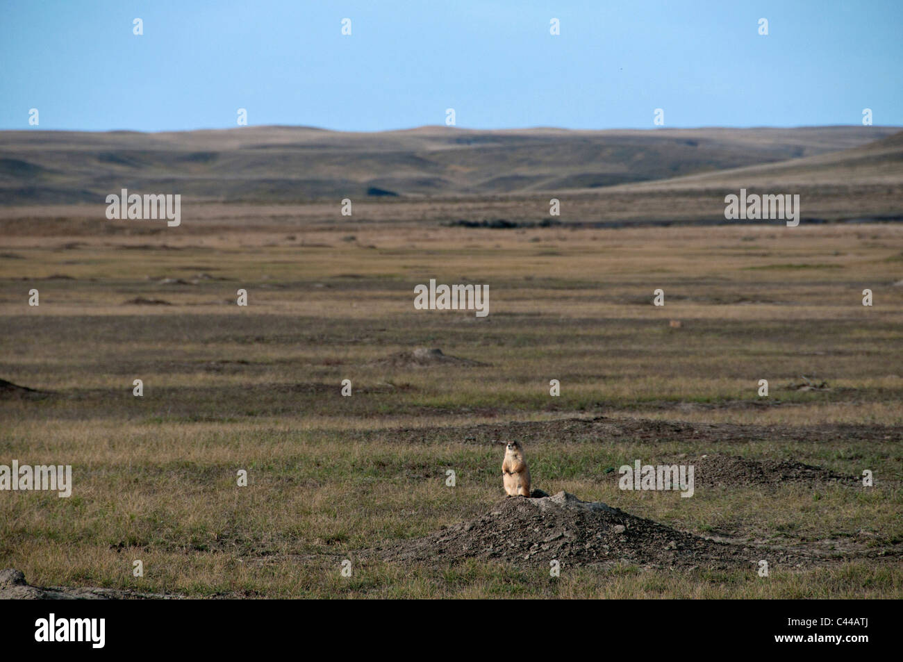 Chien de prairie à queue noire, le chien de prairie, Cynomys ludovicianus, colonie, l'édifice de l'ouest, le parc national des Prairies, le sud de la Saskatchewan, Banque D'Images