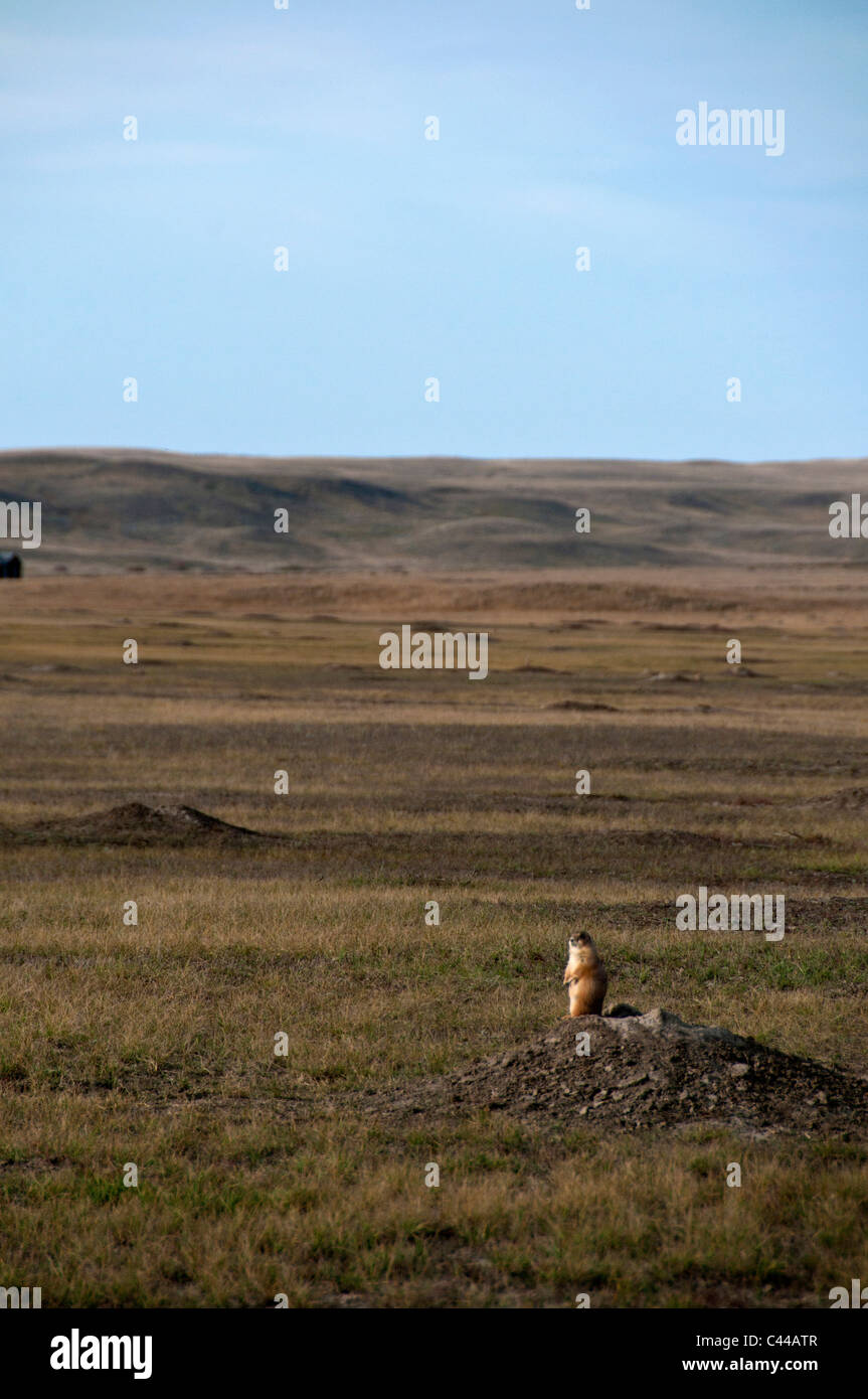 Chien de prairie à queue noire, le chien de prairie, Cynomys ludovicianus, colonie, l'édifice de l'ouest, le parc national des Prairies, le sud de la Saskatchewan, Banque D'Images