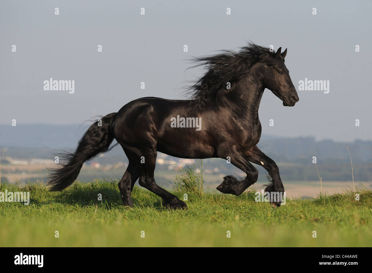 Cheval frison (Equus ferus caballus). Stallion dans un galop sur un pré. Banque D'Images