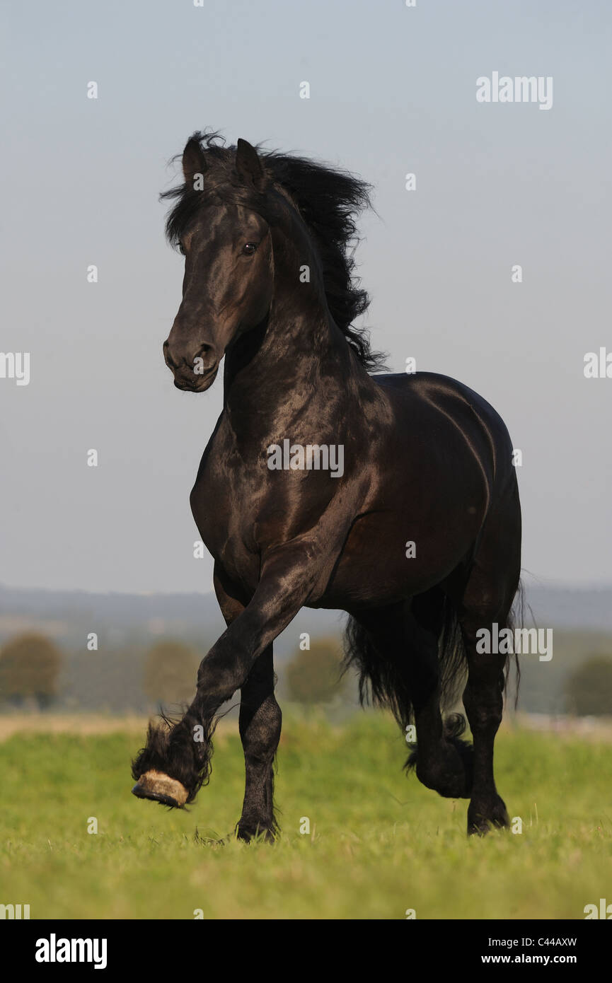 Cheval frison (Equus ferus caballus). Stallion dans un galop sur un pré. Banque D'Images