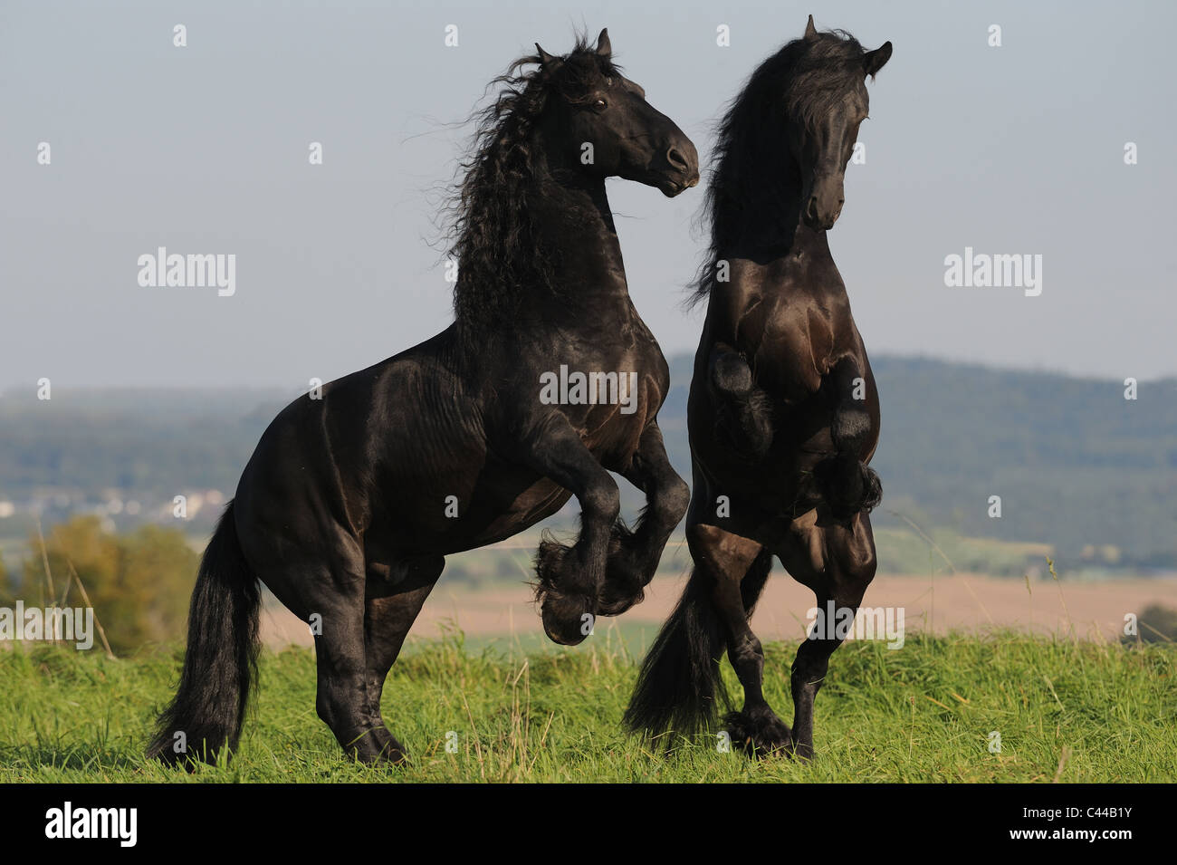 Cheval frison (Equus ferus caballus). Des combats d'étalons. Banque D'Images
