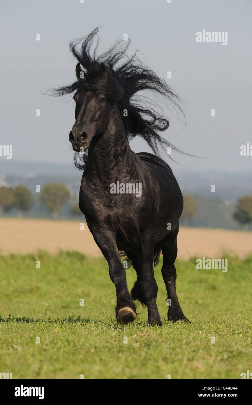 Cheval frison (Equus ferus caballus). Stallion dans un galop sur un pré. Banque D'Images